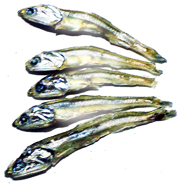 �ϊ� J 1 �i�J�^�N�`�C���V�j