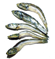 �ϊ� S �i�J�^�N�`�C���V�j