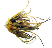 �����i�C�J�̑��j